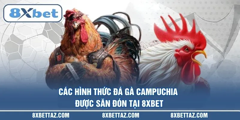 Đá Gà Campuchia – Sảnh Cược Trực Tuyến Đỉnh Cao Tại 8XBET - LUCKIVEX68