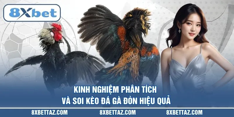Đá Gà Đòn – Luật Thi Đấu Và Kinh Nghiệm Đặt Cược Tại 8XBET - LUCKIVEX68