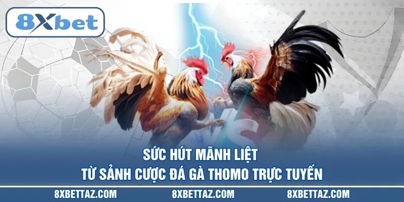 Đá Gà Thomo – Trực Tiếp Sảnh Cược Đỉnh Cao Tại 8XBET - LUCKIVEX68